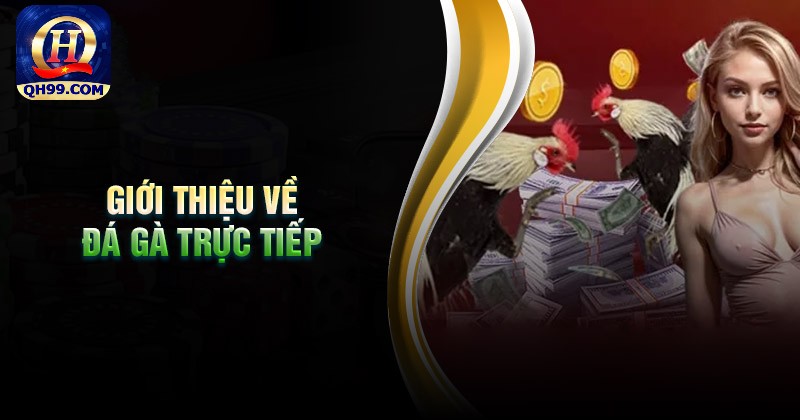 Giới thiệu về đá gà trực tiếp QH99 Giới thiệu về đá gà trực tiếp QH99
